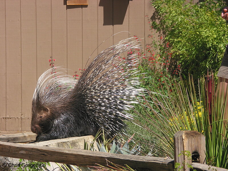 Photo of African Crested Porcupine(3012)