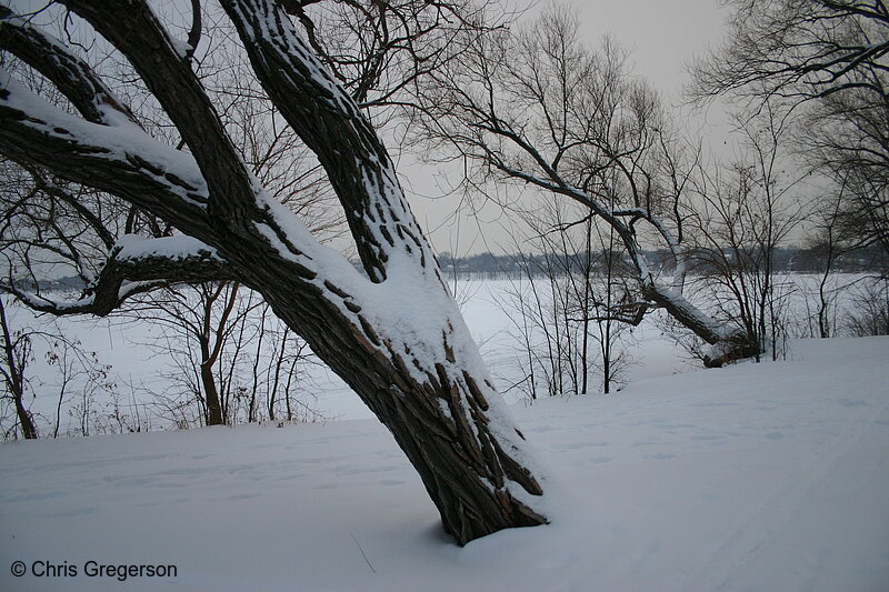 Photo of Trees by the Lake After Snowfall(3061)