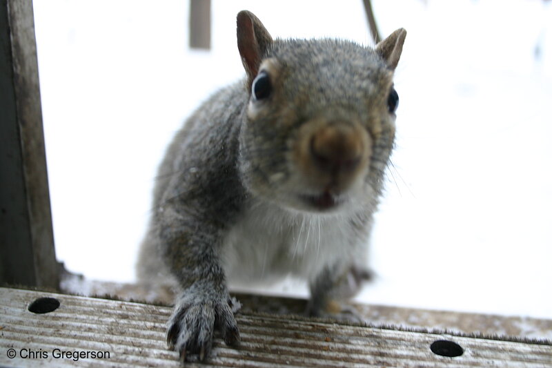 Photo of Squirrel Intruder(3086)