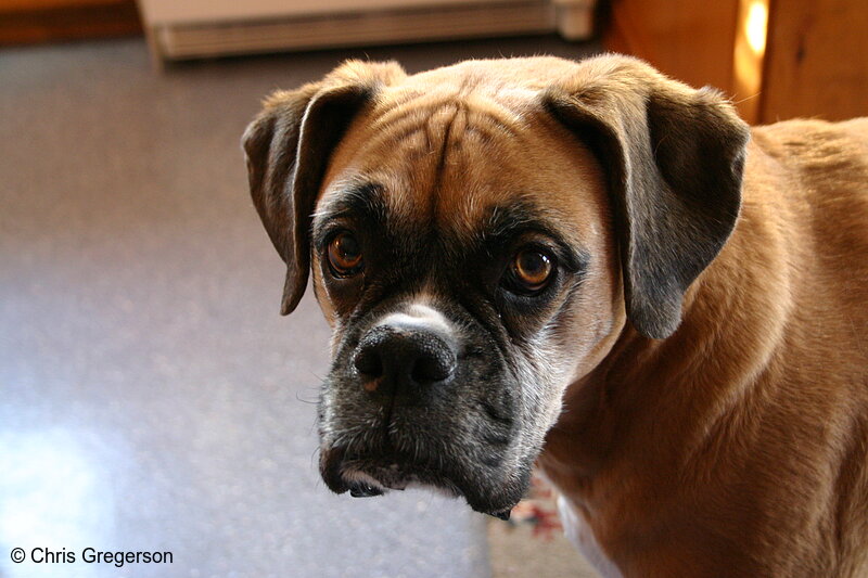Photo of Dog Portraint (Boxer)(3097)