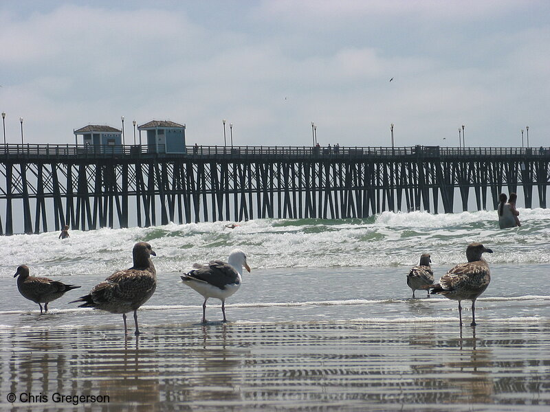Photo of Seagulls on the Beach, Oceanside, California(4365)
