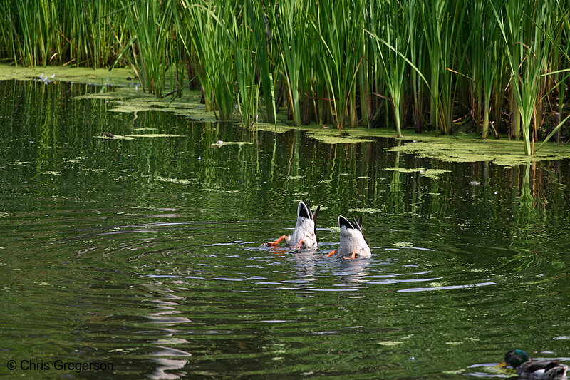 Photo of Two Ducks Feeding(5010)
