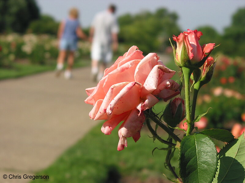 Photo of Pink Rose at the Flower Gardens(5234)