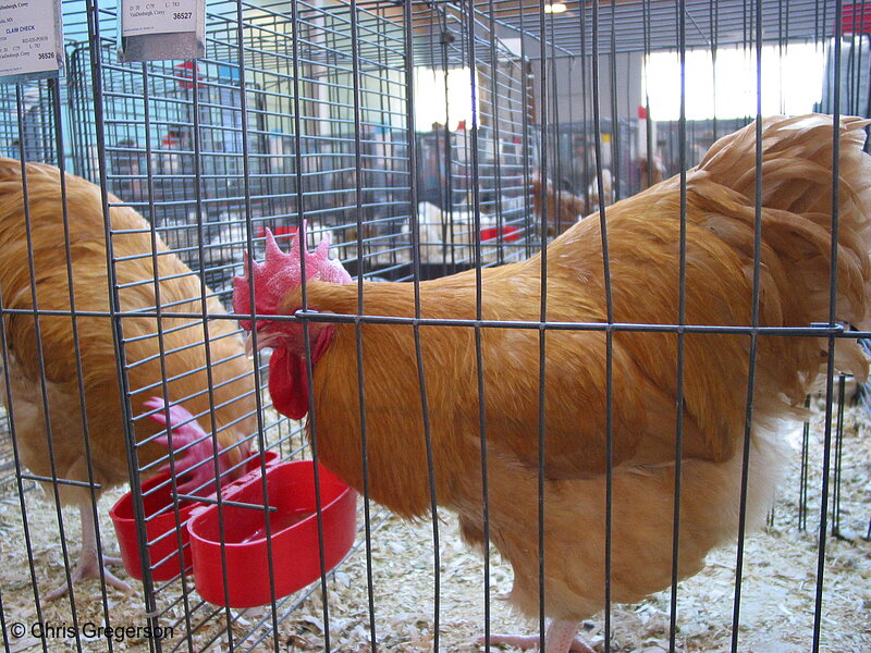Photo of Prize Chicken or Rooster, State Fair(5319)