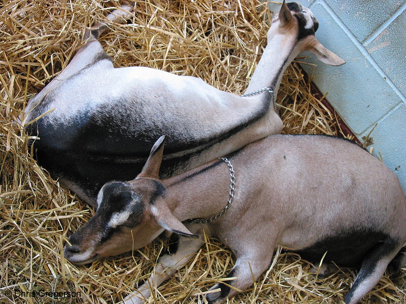 Photo of Goats Sleeping on Straw, State Fair(5320)