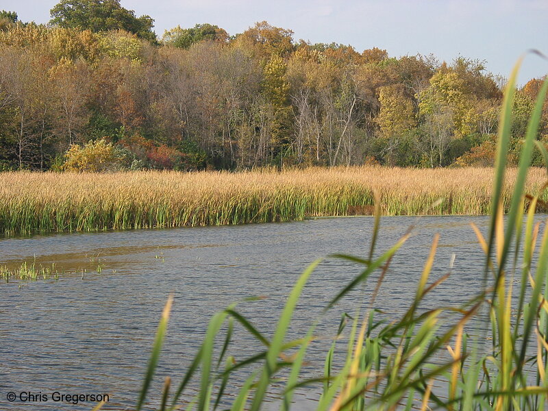 Photo of Reeds Along Lakeshore in Fall(5340)