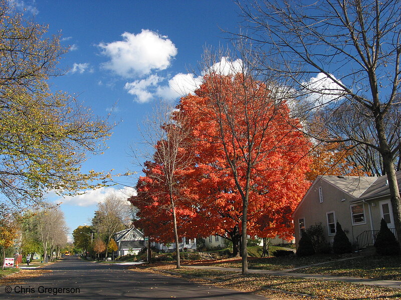 Photo of Residential Street on Clear Fall Day(5357)