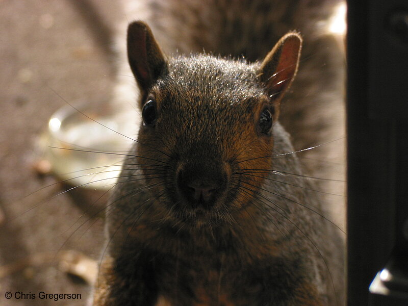 Photo of Squirrel Looking You in the Eye(5425)