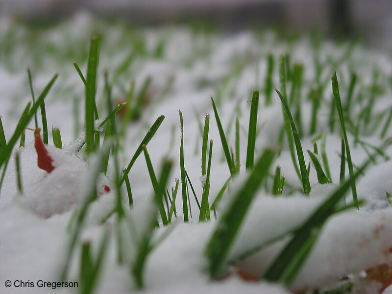 Photo of Snowfall in Green Grass(5428)