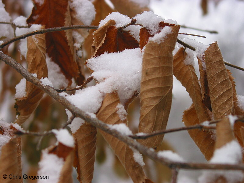 Photo of Snow and Dead Leafs Still on Their Branches(5429)