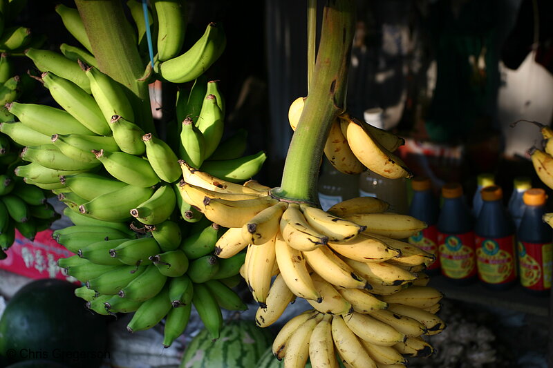 Photo of The Banana called Seorita(5531)