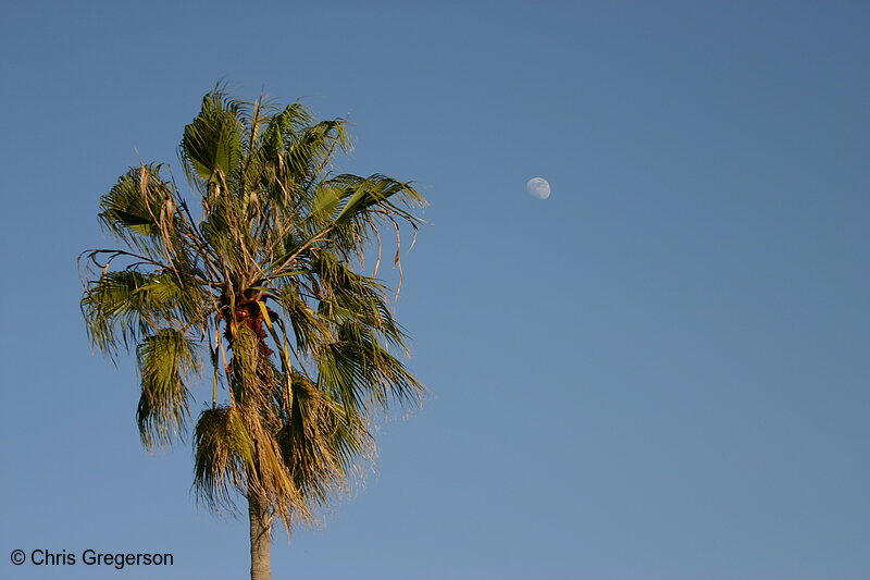 Photo of Palm Tree, Blue Sky, and Moon(5616)