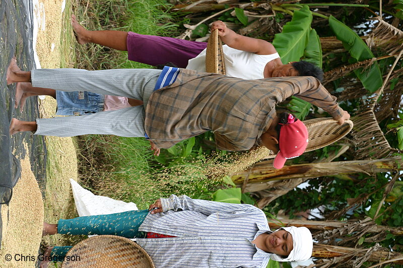 Photo of Manual Rice Harvesting in Badoc, Ilocos Norte, the Philippines(6362)