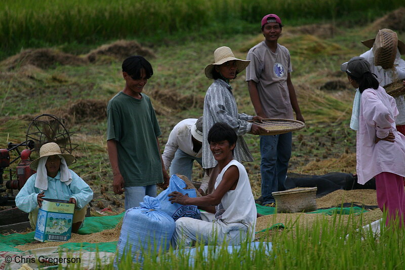 Photo of Manual Rice Harvesting in Badoc, Ilocos Norte(6364)