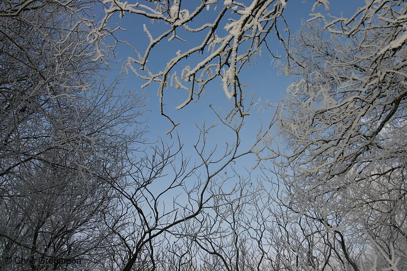 Photo of Snow-Covered Tree Branches and Blue Sky(6503)