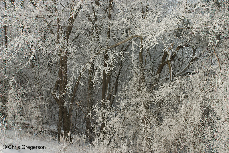 Photo of Trees Covered with Winter Frost(6513)