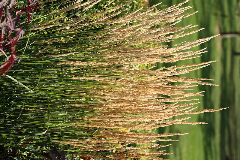 Photo of Wheat Plants at the Lyndale Park Gardens, Minneapolis(7100)
