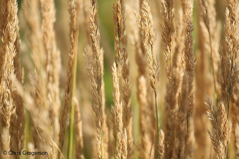 Photo of Close-Up of Wheat-like Plant(7101)