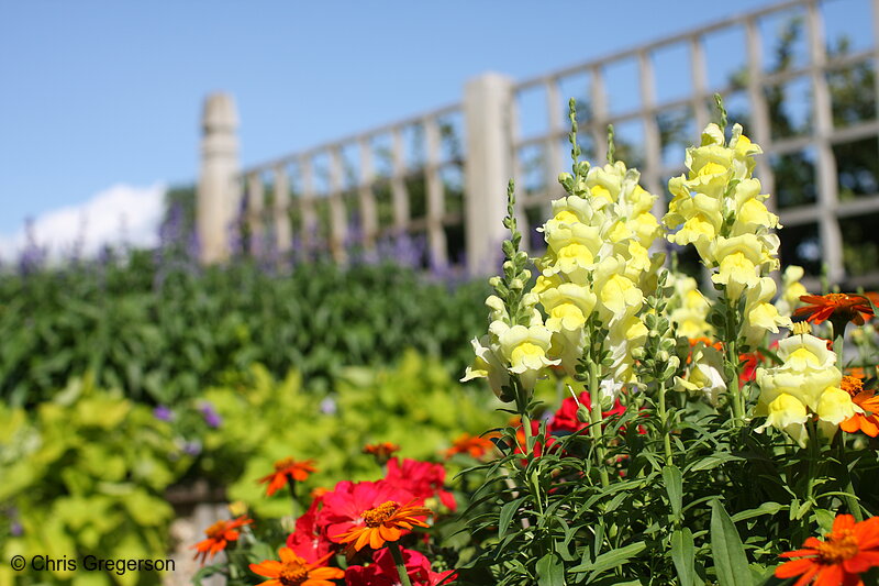 Photo of Flowers at the Minnesota Landscape Arboretum(7337)