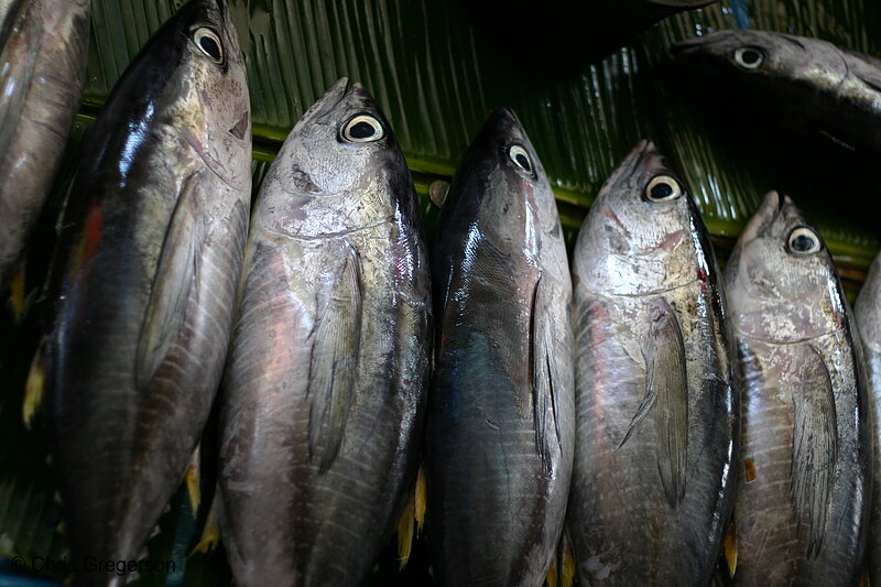 Photo of Fish for Sale, Filipino Market(7448)