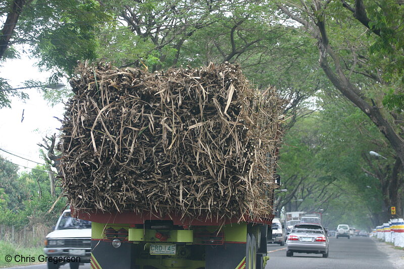 Photo of Truckload of Sugar Cane, MacArthur Highway, Pampanga(7822)