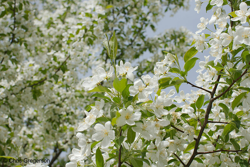 Photo of White Crab Apple Tree Flowers(8098)