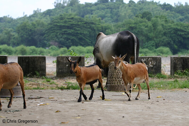 Photo of Goats and a Cow in Barangay Las Ud(8117)