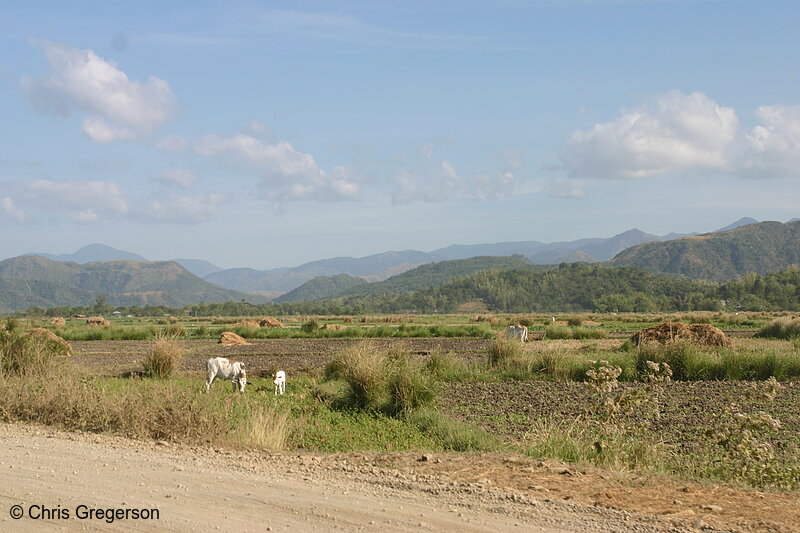 Photo of Mountains and Farm Fields in Ilocos Norte(8123)