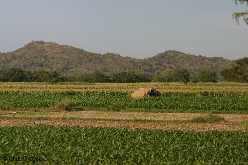 Photo of Farm Fields in Ilocos Norte, the Philippines(8126)